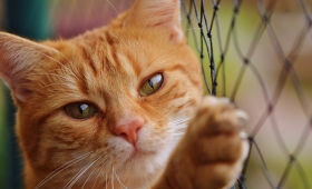 Castration du chat : l’essentiel à savoir