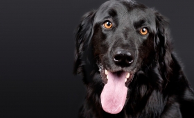 Choisir un chien en bonne santé : les signes à prendre en compte