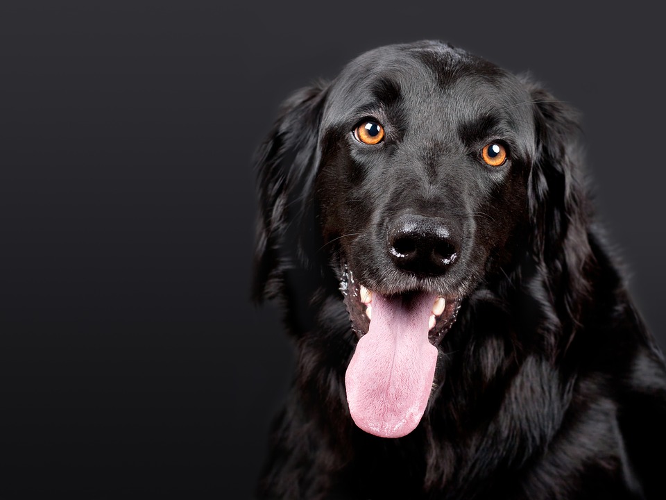 Choisir un chien en bonne santé : les signes à prendre en compte