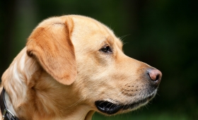 Combien vous coûtera réellement l’adoption d’un chien?