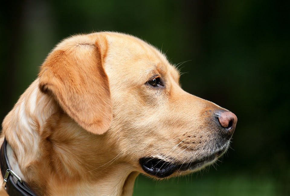 Combien vous coûtera réellement l’adoption d’un chien?