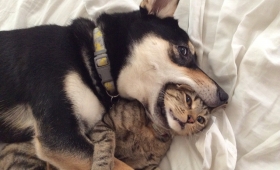 Animaux de compagnie : attention aux maladies