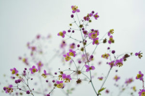 fleur printemps