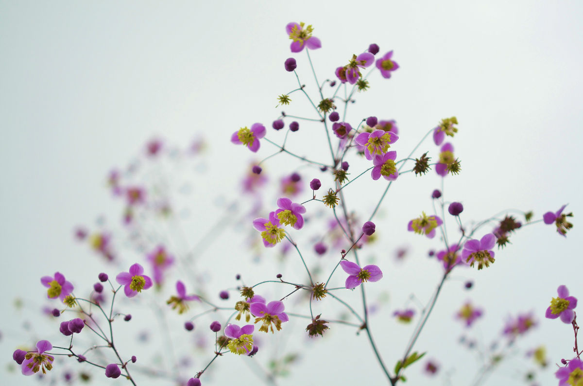 fleur printemps