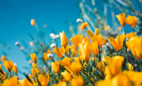 7 activités à faire au printemps en famille