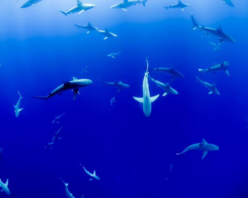 Baby shark