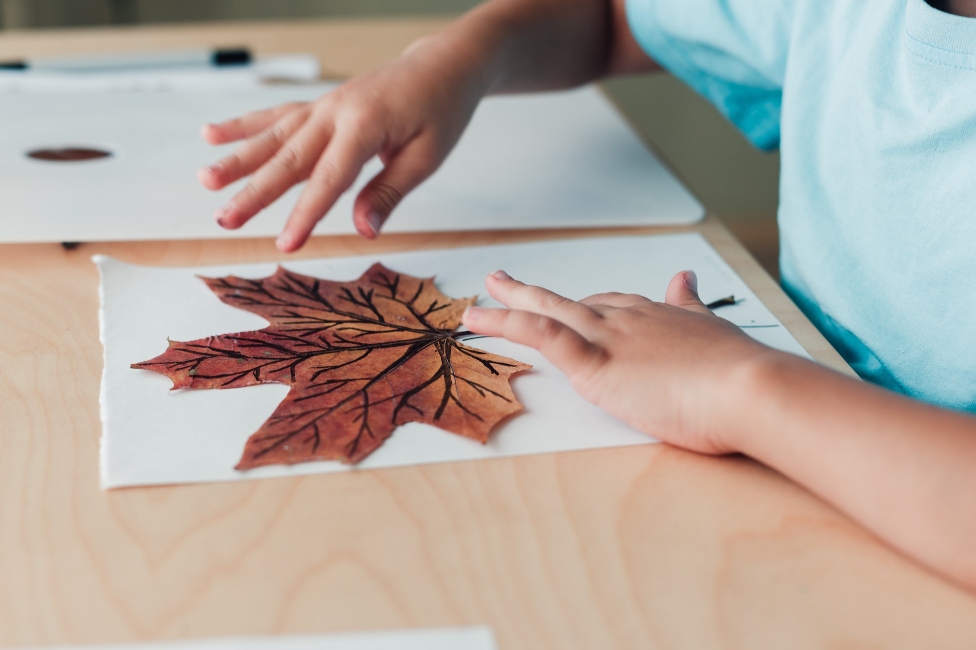 Créer un herbier : une activité nature pour les enfants